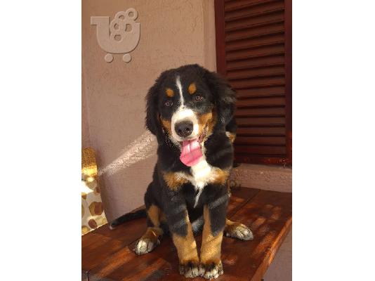 Θηλυκά σκυλιά βουνών Bernese